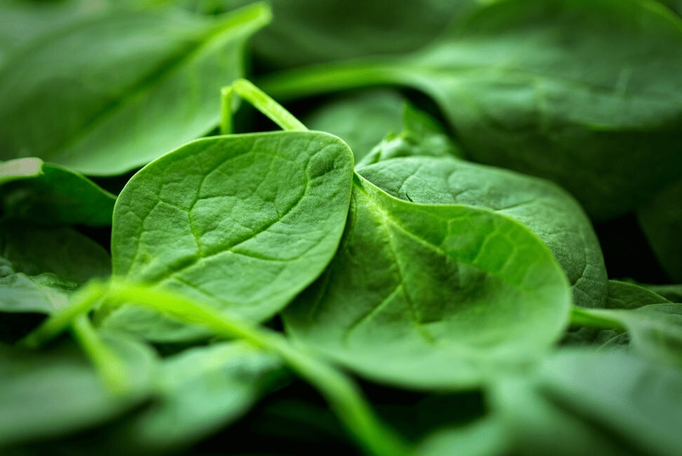 When buying spinach, should you buy round or pointed leaves?Many people