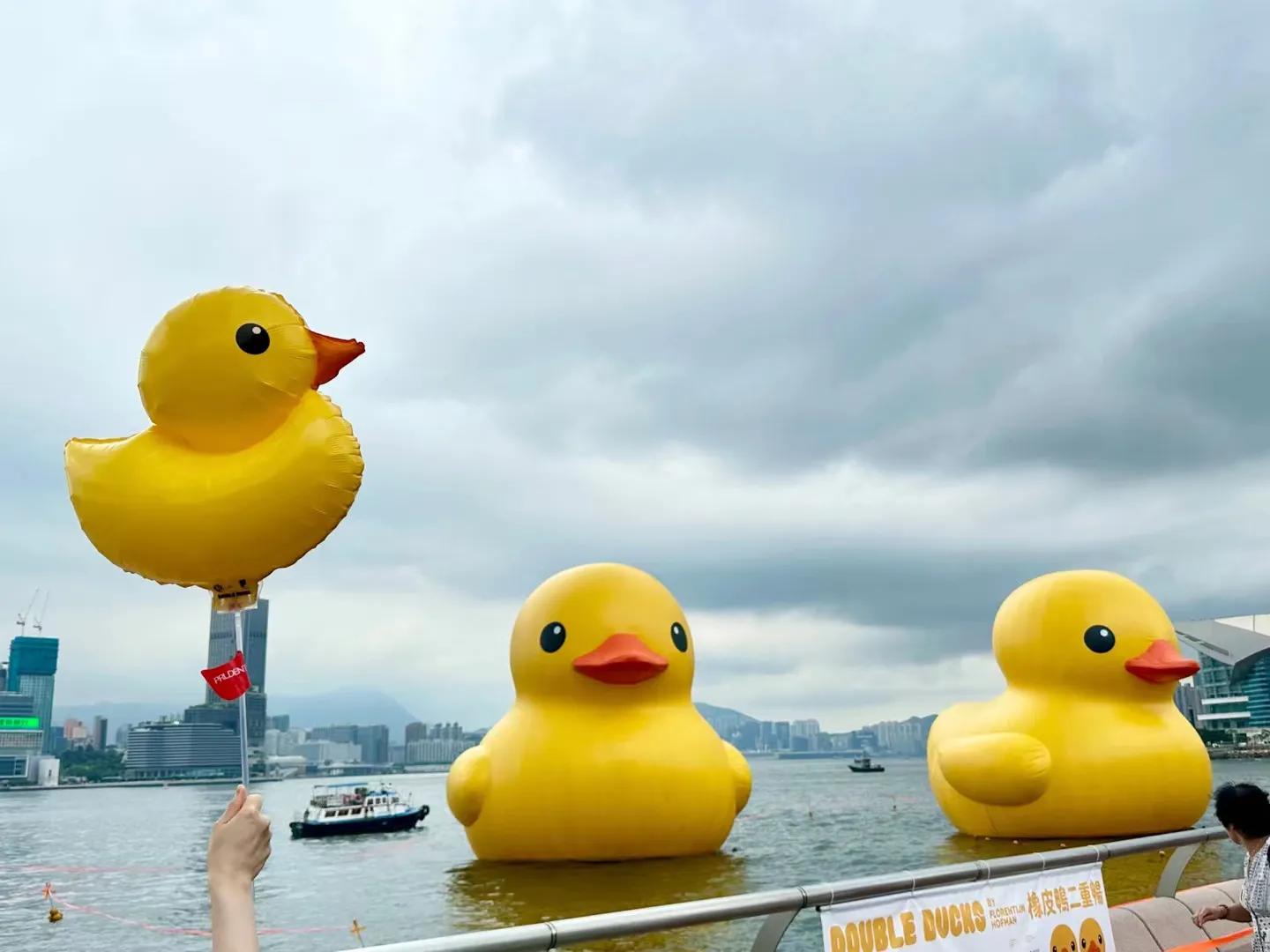 Meet the big yellow duck once in ten years, revisit the big yellow duck