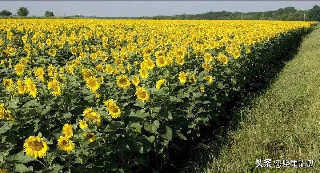 The number of sunflower oils on supermarket shelves continues to