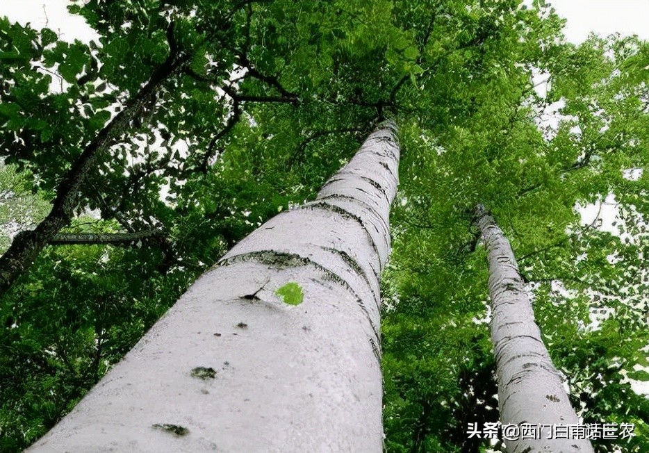 The hardest tree in the world grows in China. It is twice as hard as