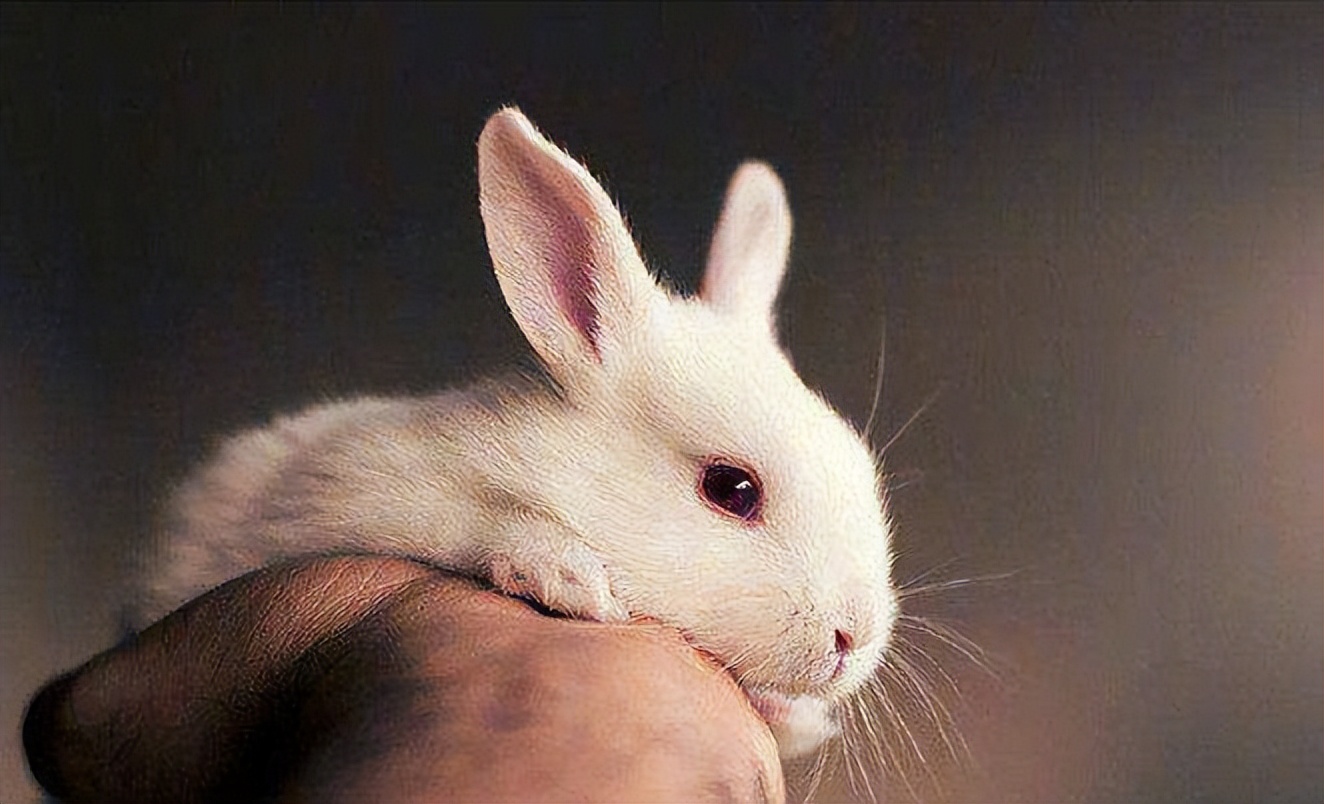 What does it mean when a rabbit stomps hard? - iNEWS