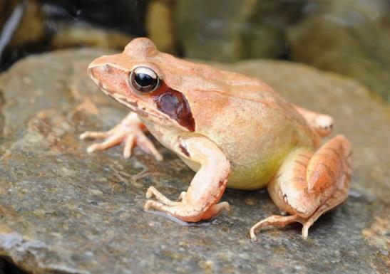 Rata Rana Study on Cold Resistance and Survival Rate of Chinese Rana - iNEWS