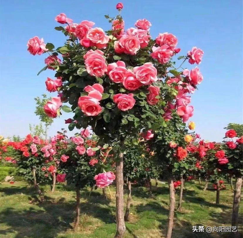 At the end of raising roses, learn to graft roses, increase the amount