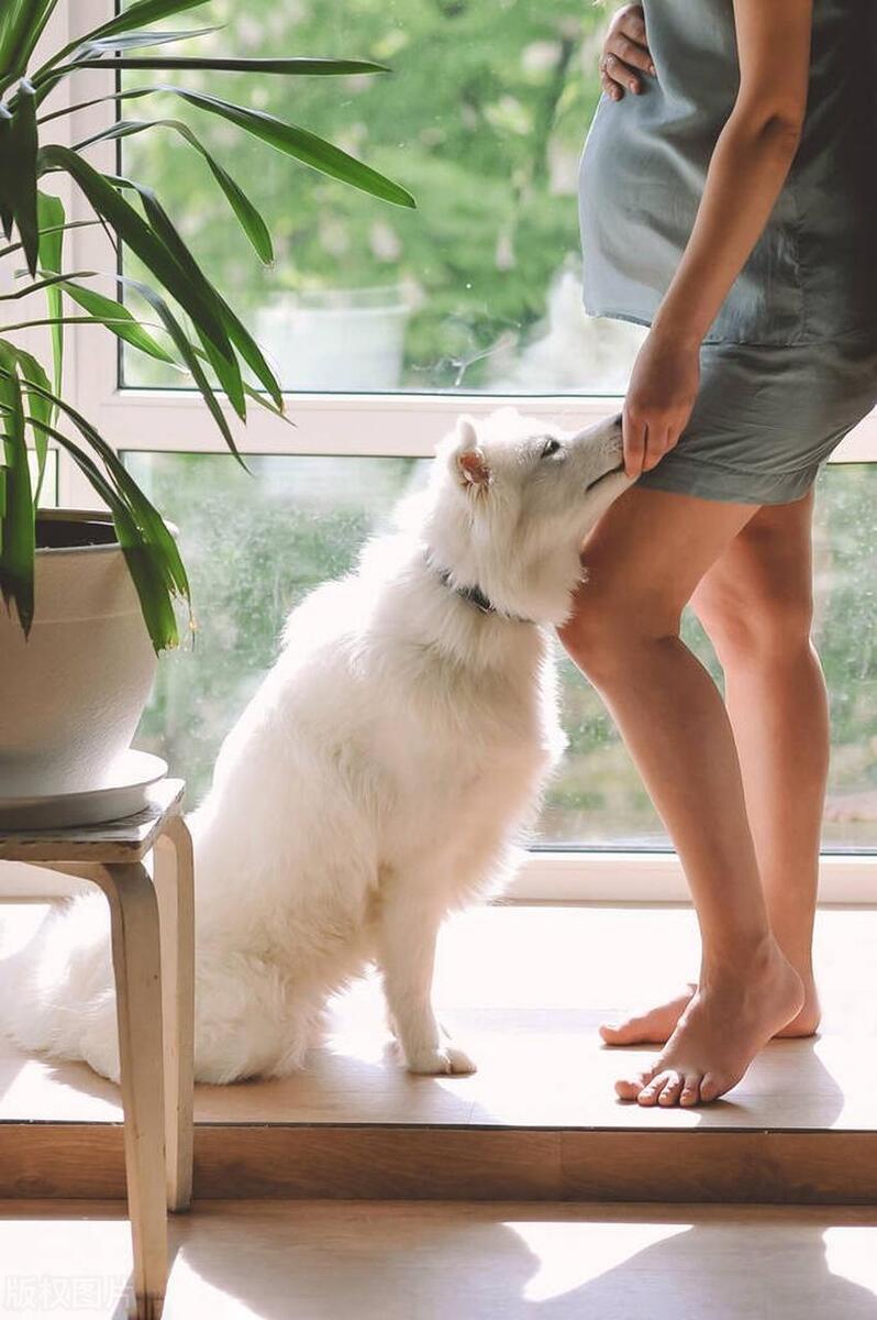 I am pregnant, do I want to give away my dog? iMedia