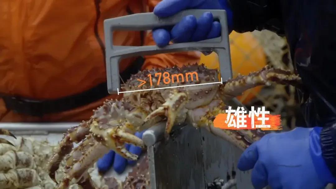 Why are king crabs so expensive? iNEWS