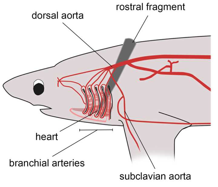 Why Are Swordfish Slaughtering Sharks Addiction? Killing sharks without