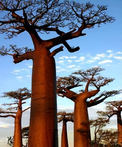 The Bottle Tree: A Miracle of Nature - iNEWS