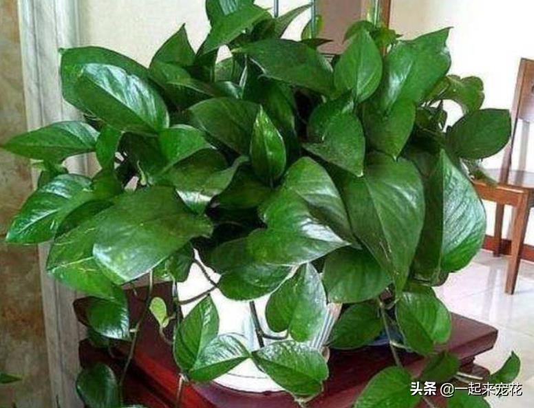 5 kinds of flowers that can't die, you can burst the pot just by