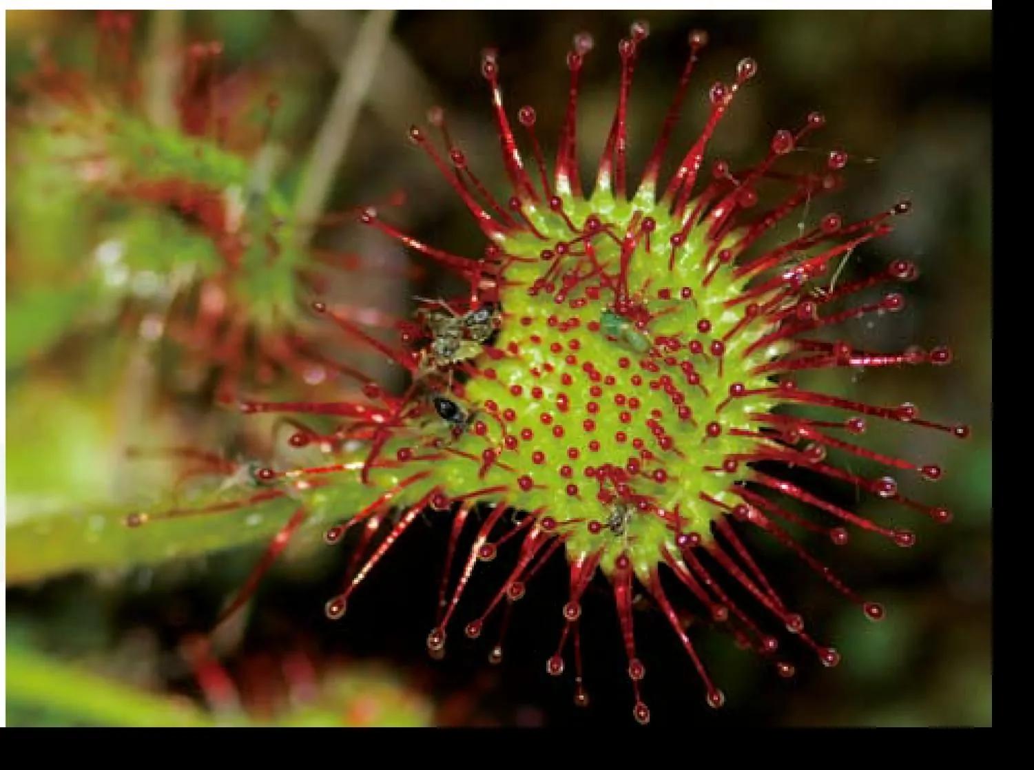 生死背后的科学谜团 真实版《植物大战僵尸》