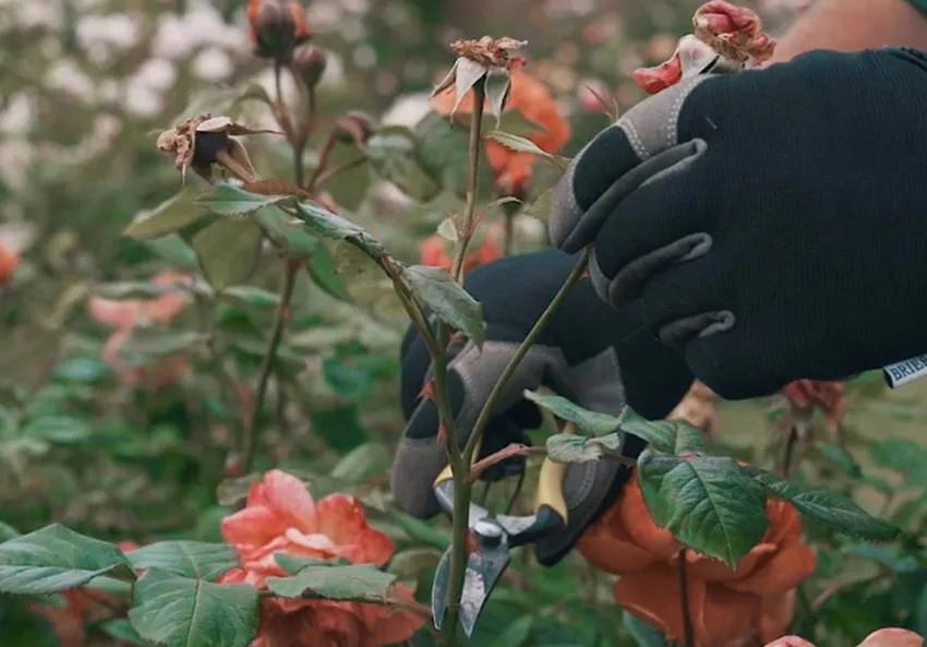 [Flower season care] How to remove dead rose flowers - iNEWS