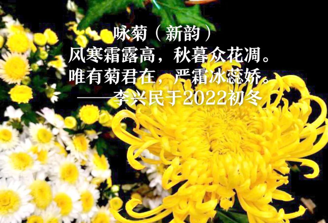 Two Chrysanthemums (New Rhyme) iNEWS