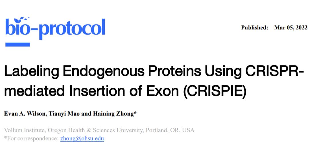 CRISPR meets the protein world - CRISPIE breaks new ground for protein ...