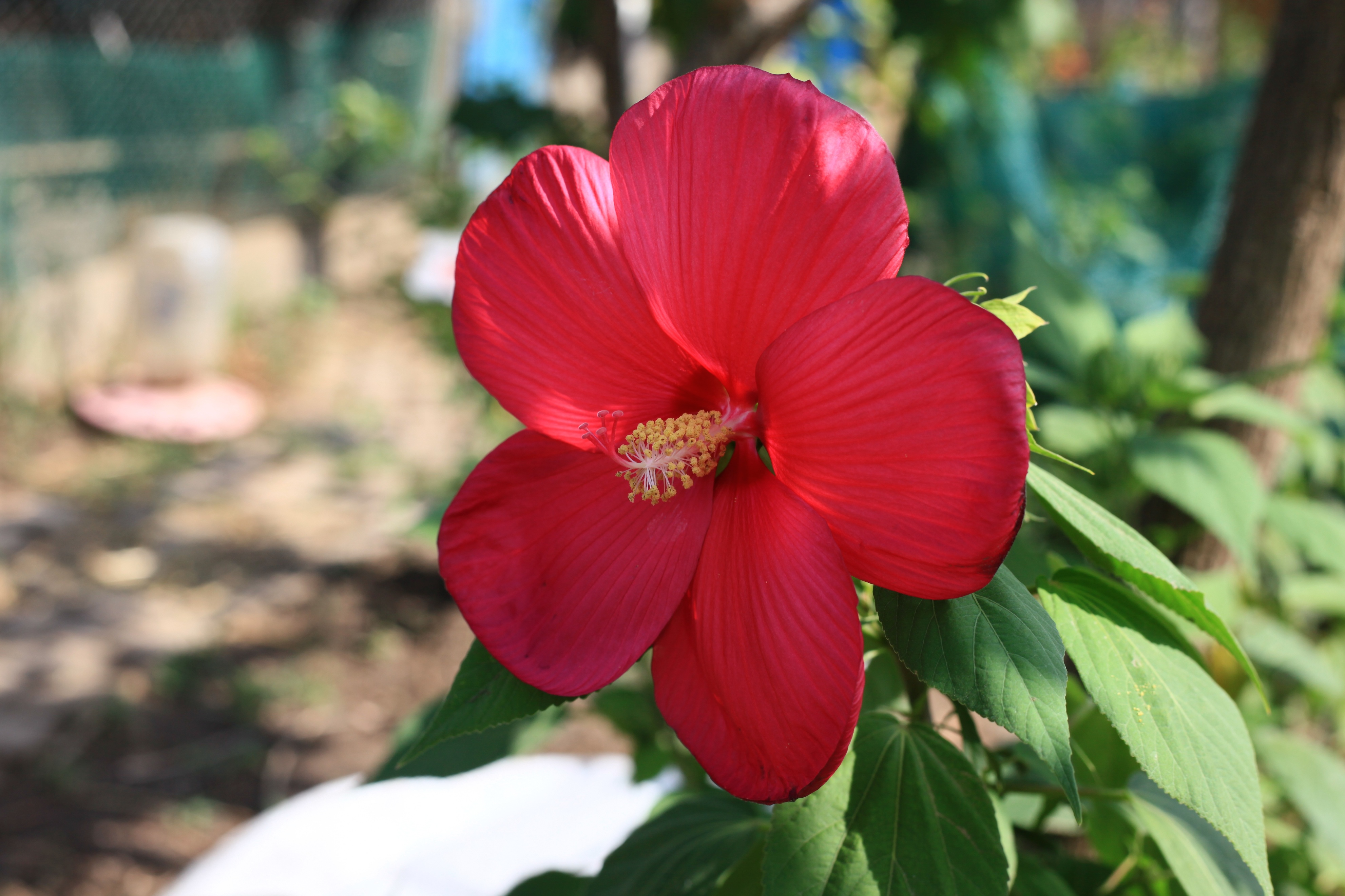 Korean National Flower_Hibiscus iMedia