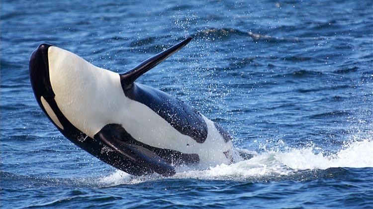 The killer whale 