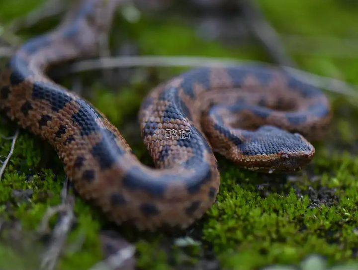 Common snakes in China (under the highly venomous snake) - iMedia