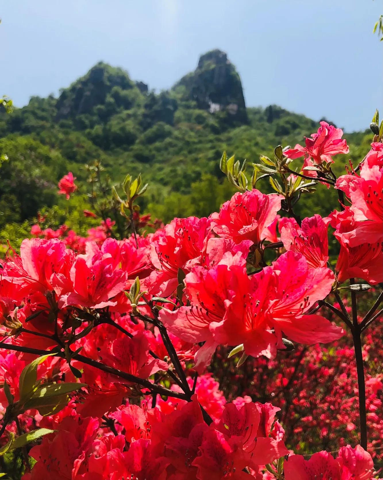 North Country Azalea Red Thousands of Hectares of Flower Sea 