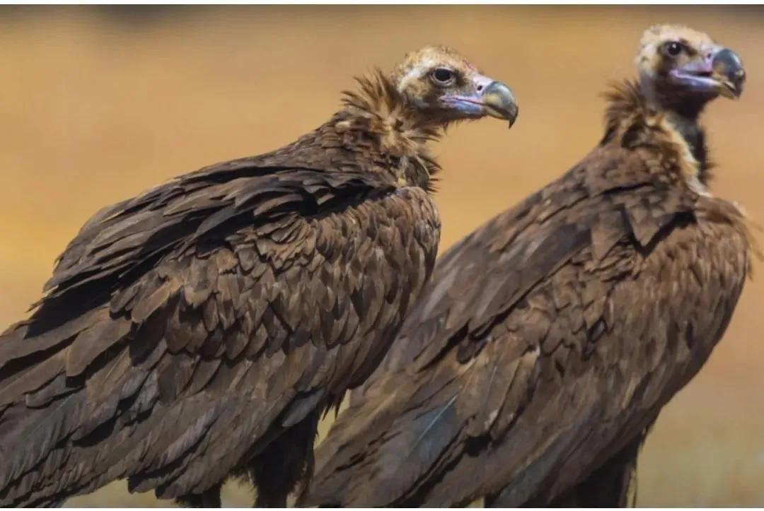 Why do vultures leave their heads bald? - iNEWS