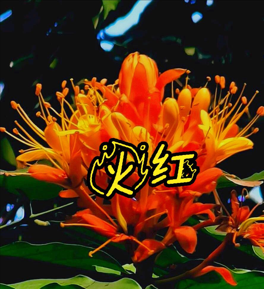 One flower and one blessing, the flame flower blooms as red as fire