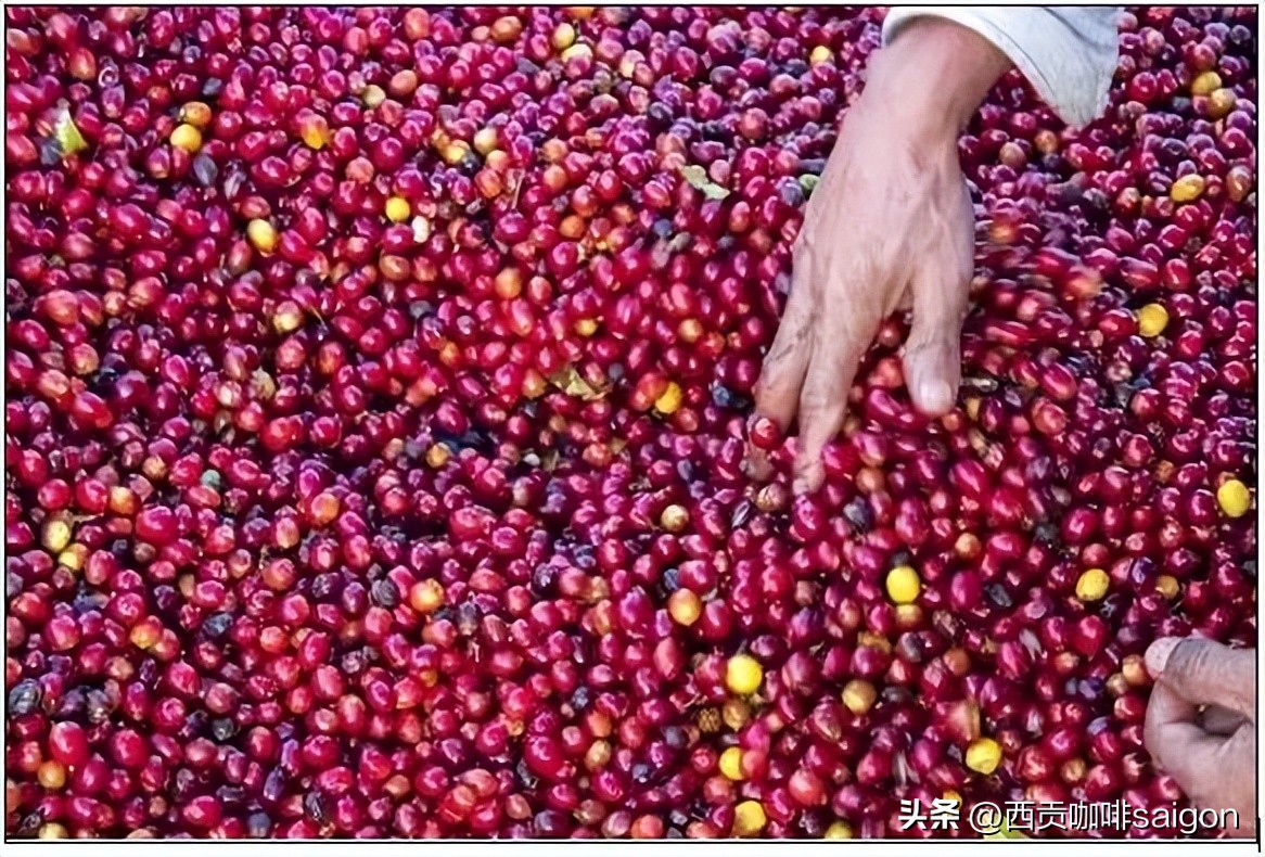 Teach you to choose topquality green coffee beans iNEWS
