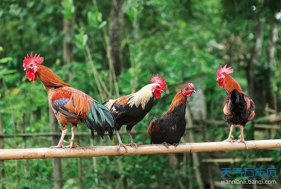 In the first half of 2024, people born in the Year of the Rooster will