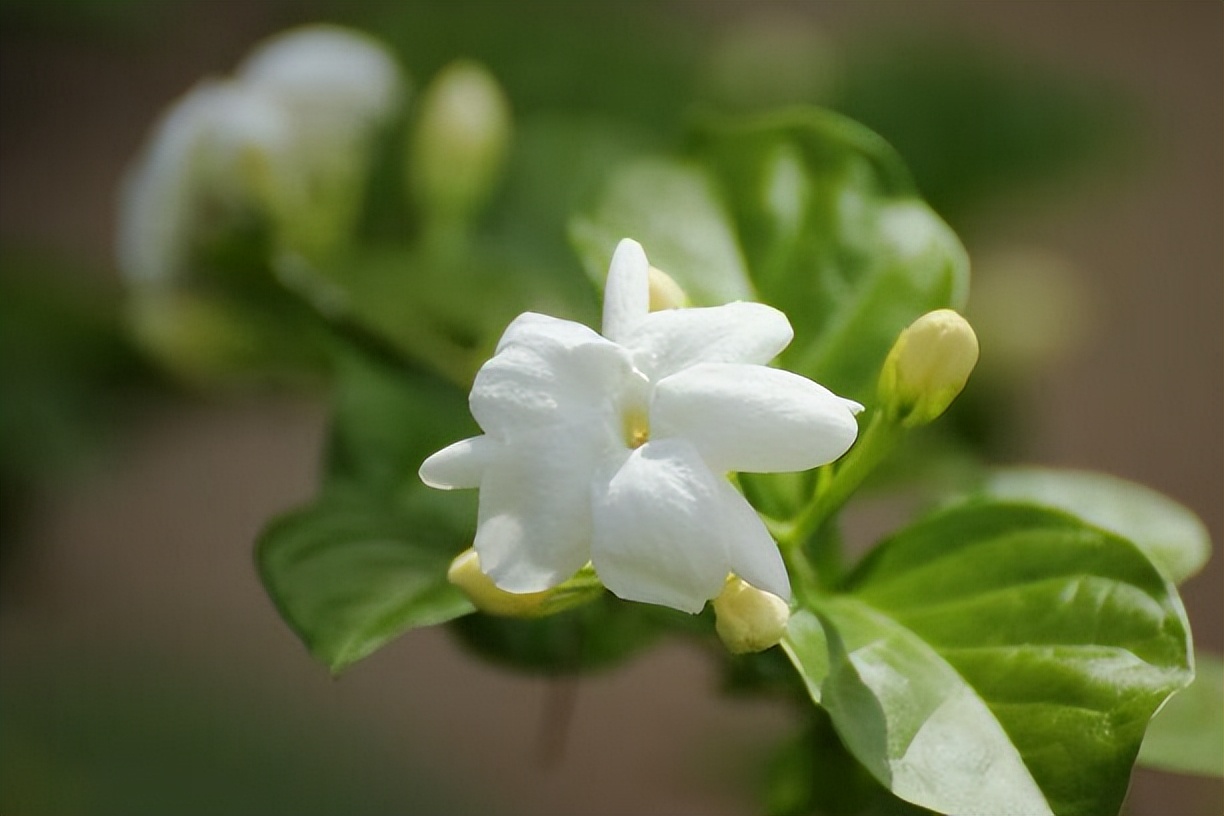Jasmine does not bloom in summer, remember the "4 elements", blooming