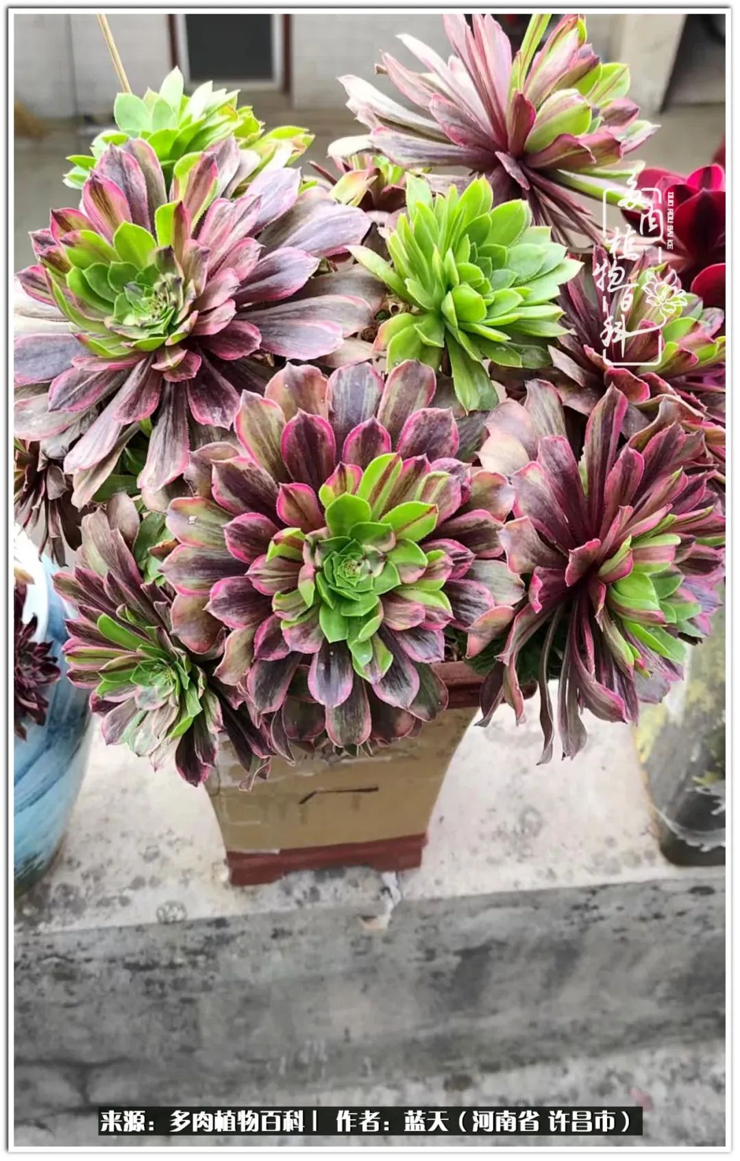多肉法師抽花劍,你是怎麼處理的呢? - 頭條匯