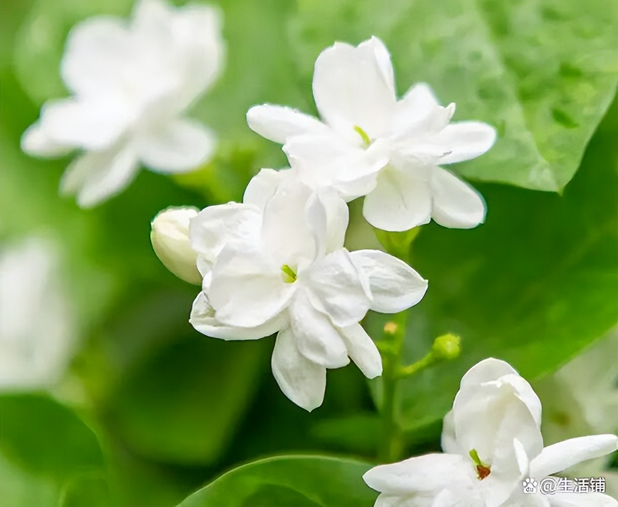 Jasmine cultivation methods and precautions, watering and fertilizing ...