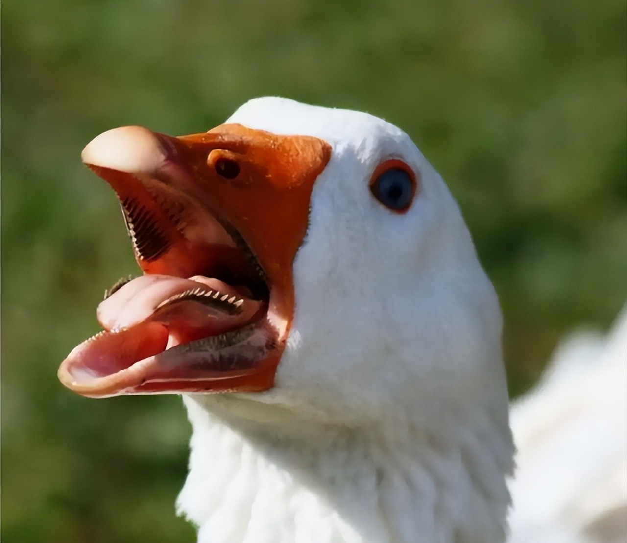 Why are animals afraid of geese?Where there are geese, no snakes?The