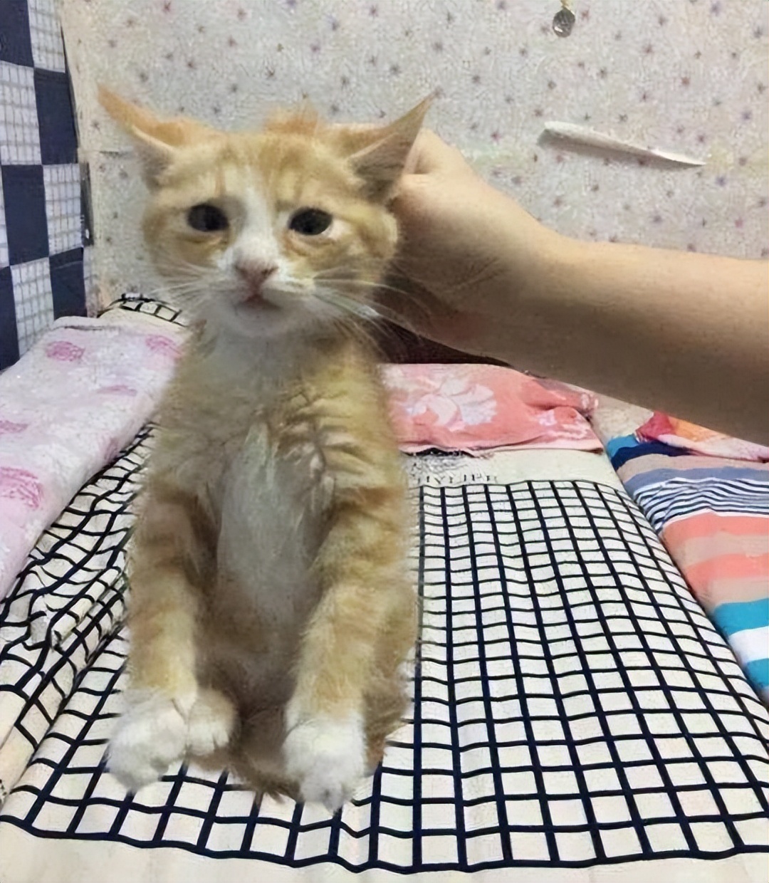 Why does it dare not move when you pinch the back of the cat's neck