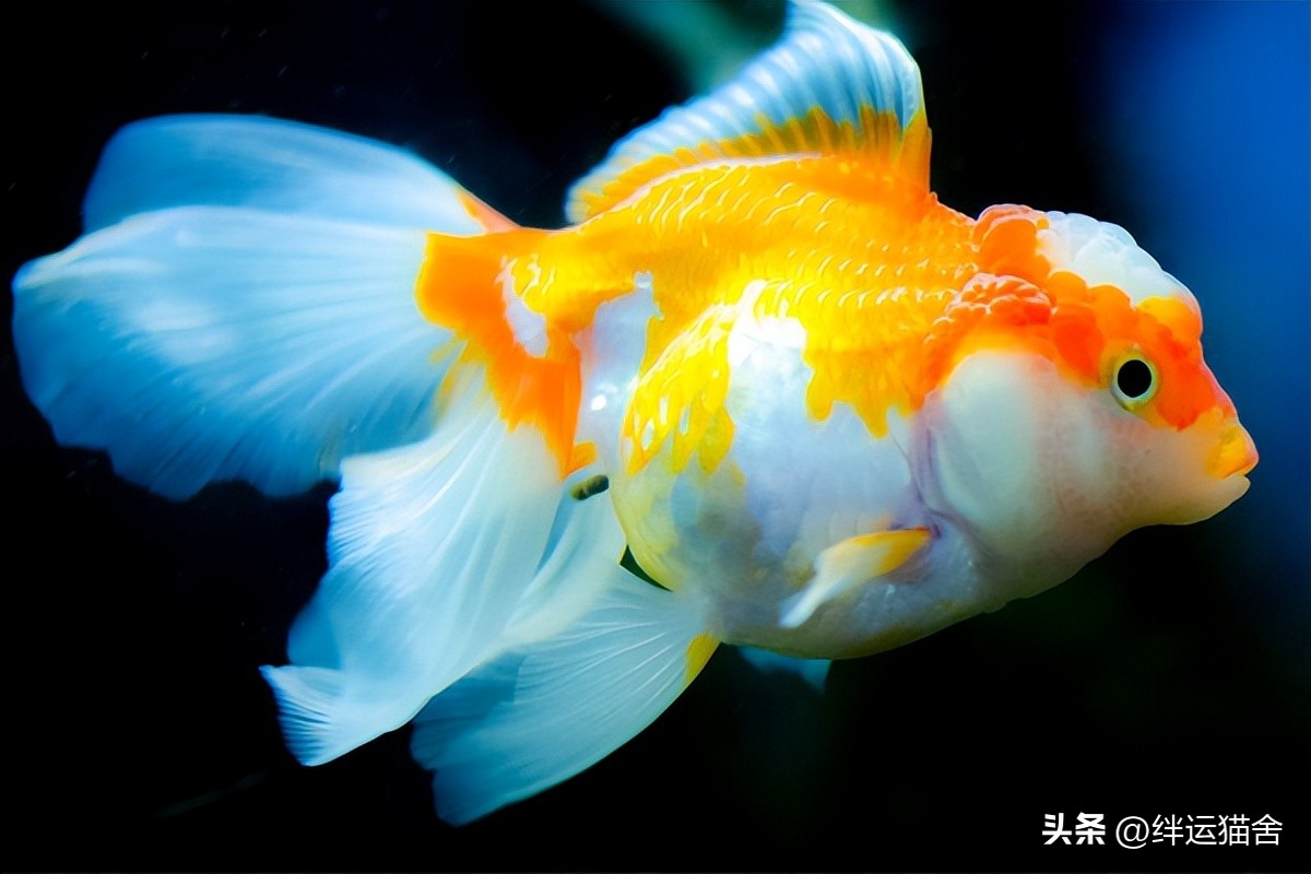 How long can goldfish live? How many species of goldfish are there? iNEWS