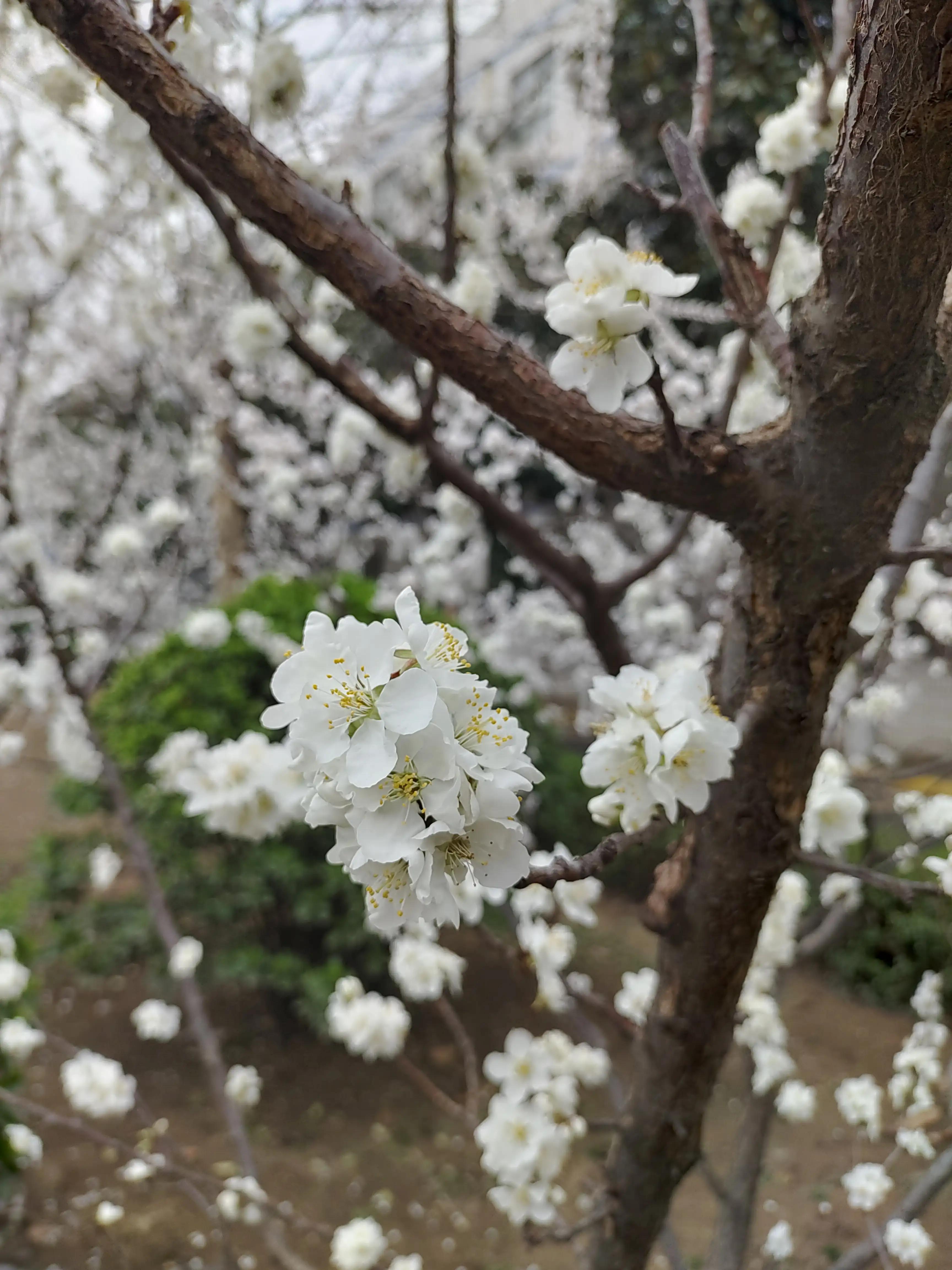 李花帶雨 可憐可愛可卿 資訊咖