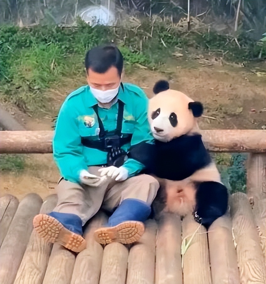 The new top-ranking little flower giant panda, Xile, insisted on ...