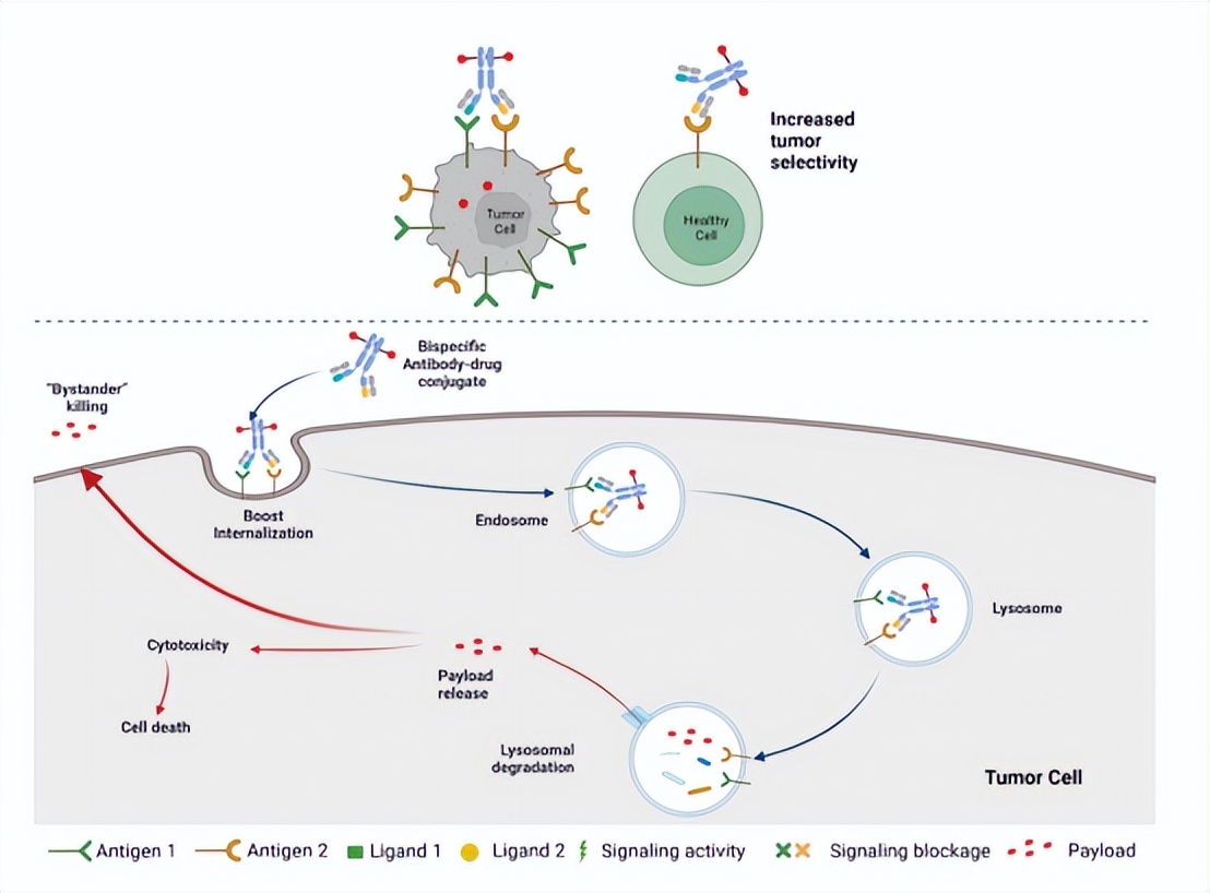 [Meet live broadcast on June 15] ADC and double-antibody ADC drug ...