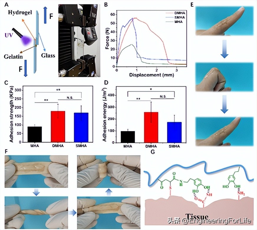 Dopamine-modified hyaluronic acid to construct a novel hydrogel ...