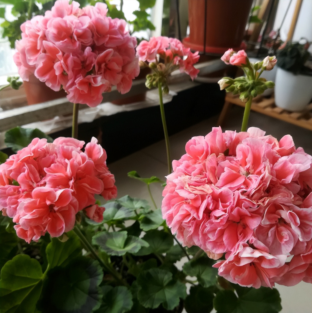 Geraniums are afraid of heat, and it is difficult to spend the summer?Grab these tips