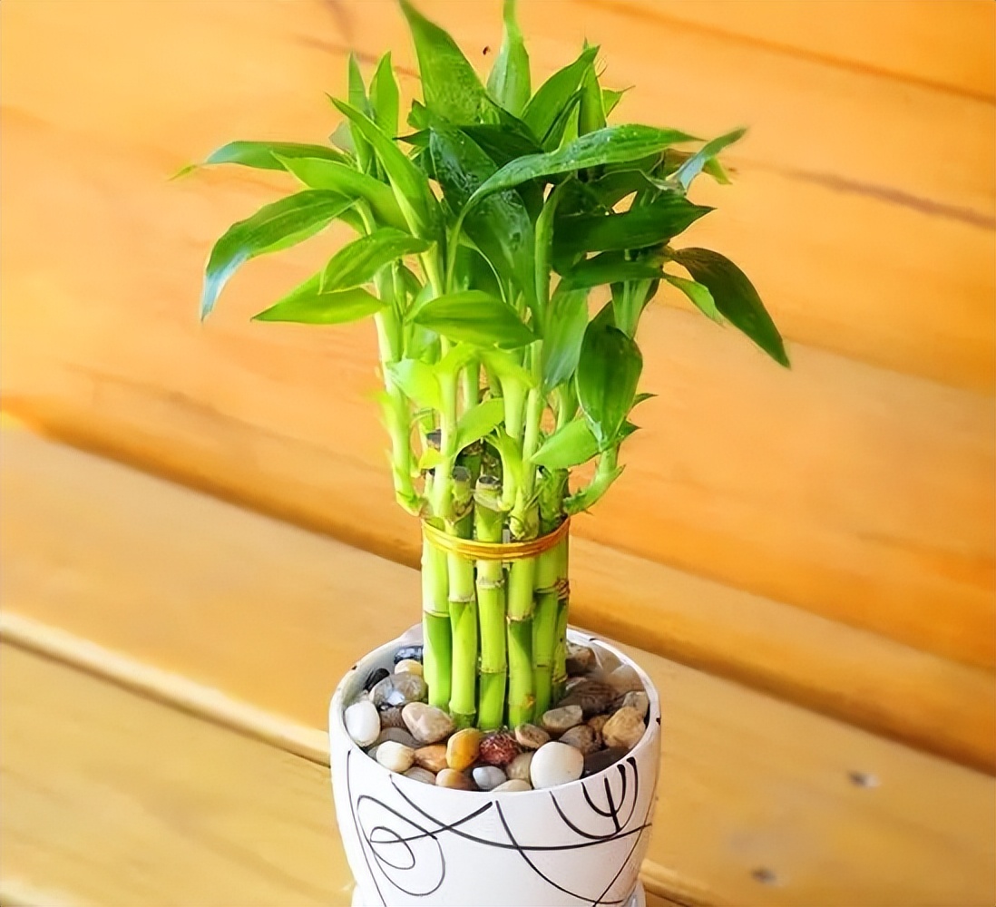 Where to put lucky bamboo iNEWS