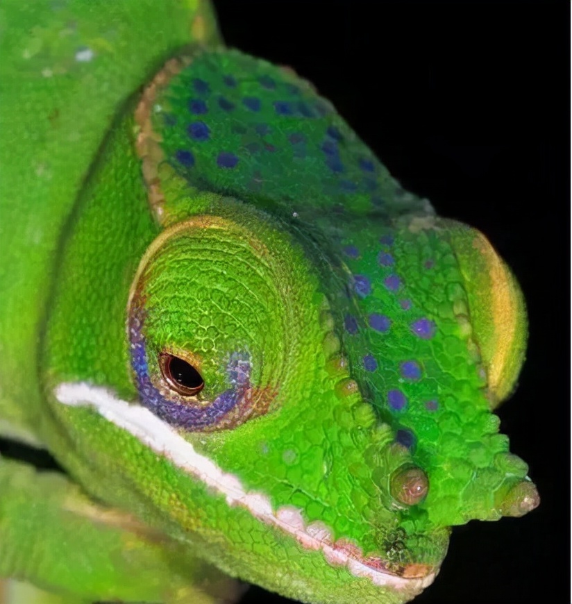 Top ten "weird" animals in the world iNEWS