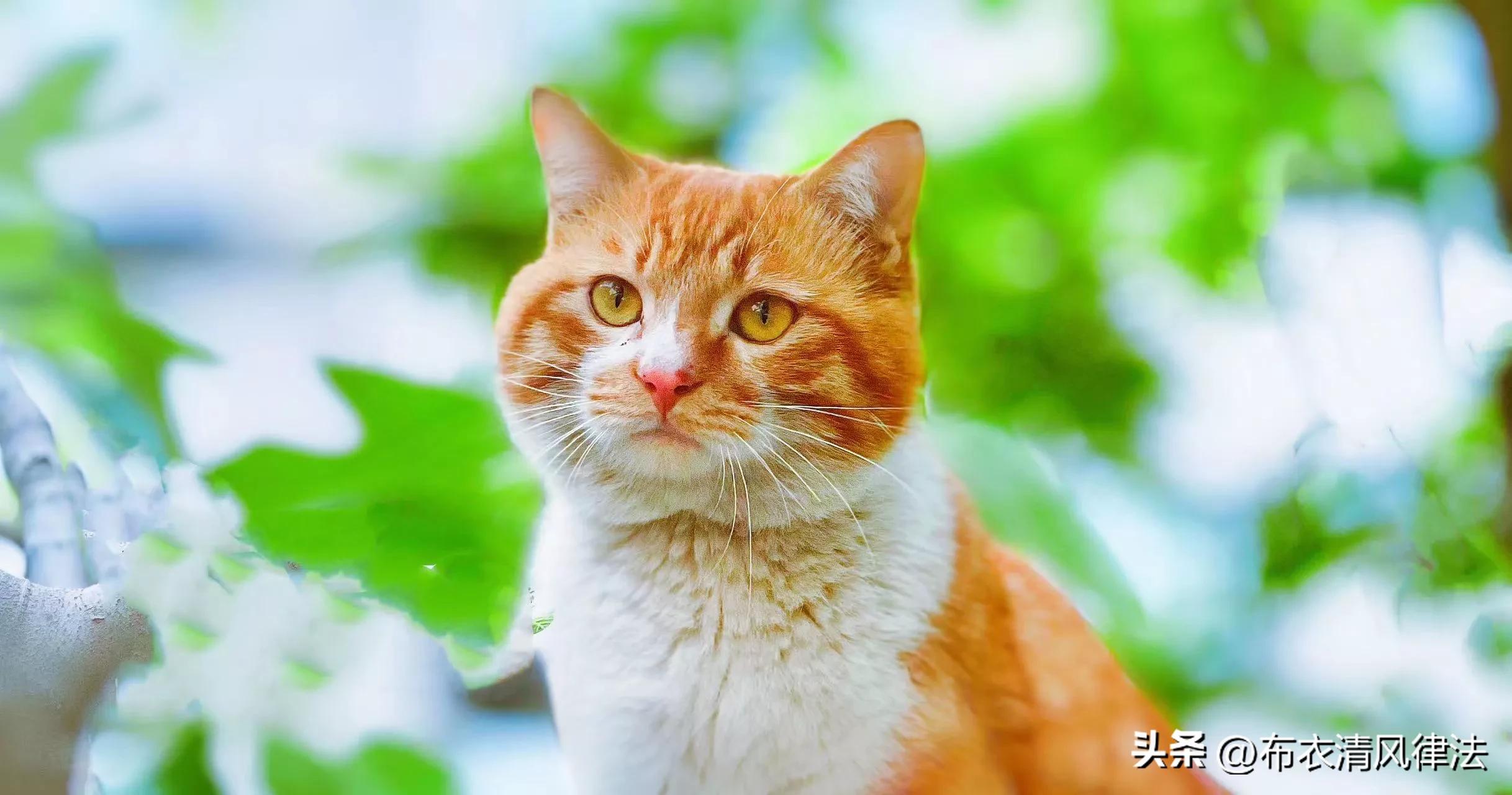 The woman went out for 4 years to a strange boy, and then cheated on a