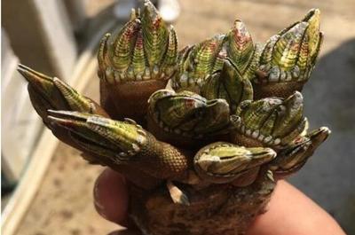 What are the most expensive seafood rankings?Top 5 most expensive ...