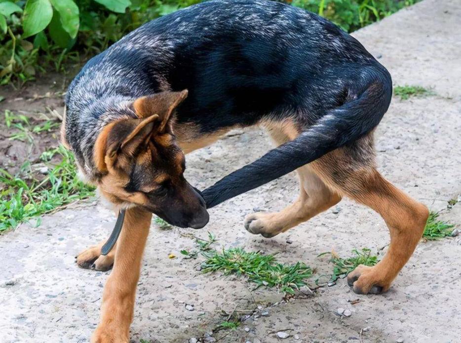 Why do dogs chase and bite their tails? you may not think iMedia