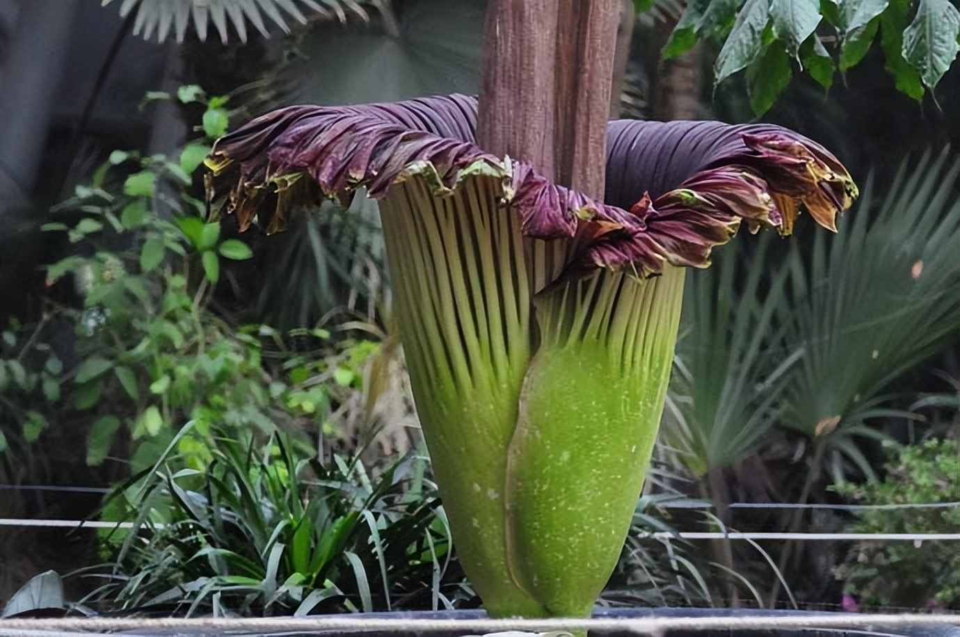 It blooms once every ten years, and the flowers can reach two meters ...