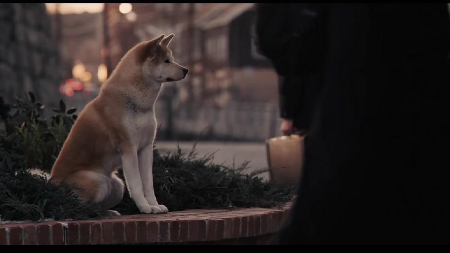 "The Faithful Dog Hachiko" shows the core of Chinesestyle emotional