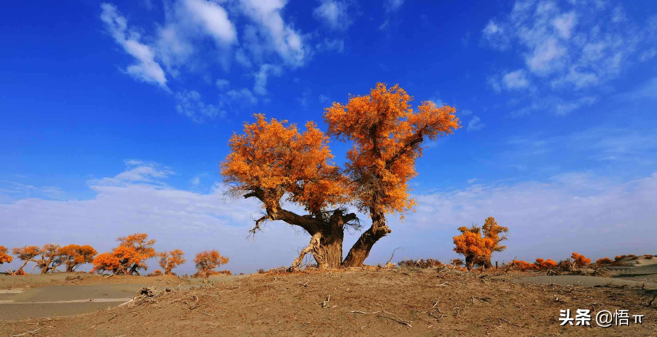 Why don't plants grow old in the world of plants? Why do you say the