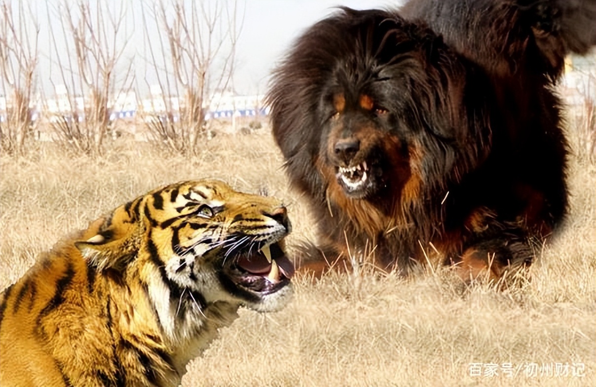 歷史上的獒犬,是諸侯王費大力「熬」出來的,並非藏獒 - 資訊咖