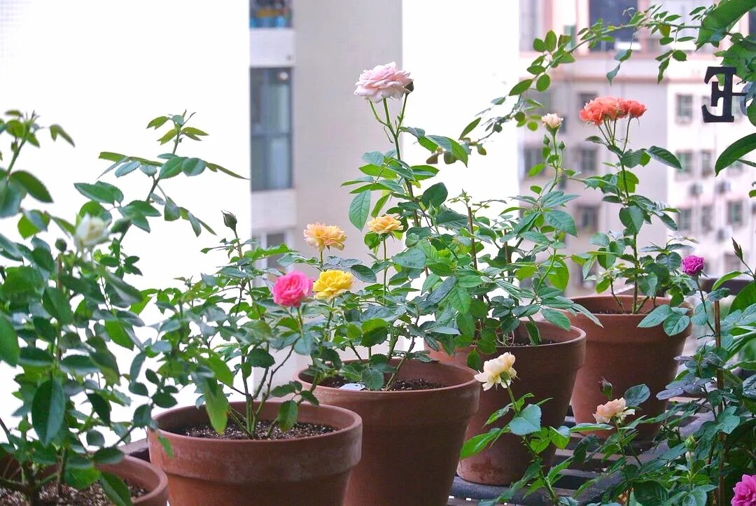 How to fertilize roses?Keep in mind "2 points", keep growing, keep