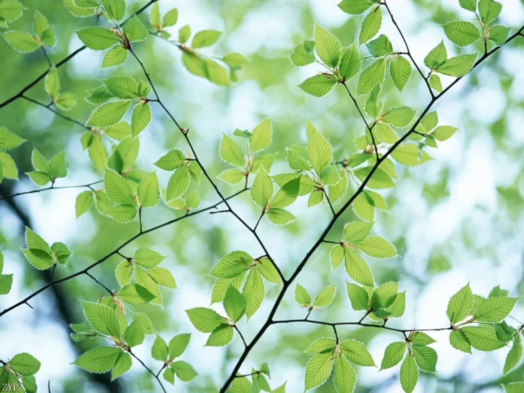 100 eyecatching green leaves iMedia
