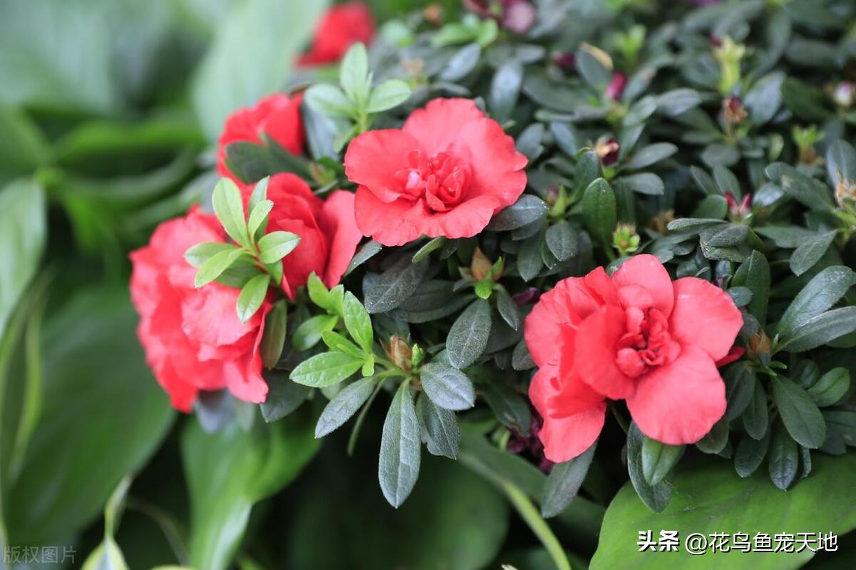 Rhododendron: 15 cold knowledge you don't know, enrich your flower ...