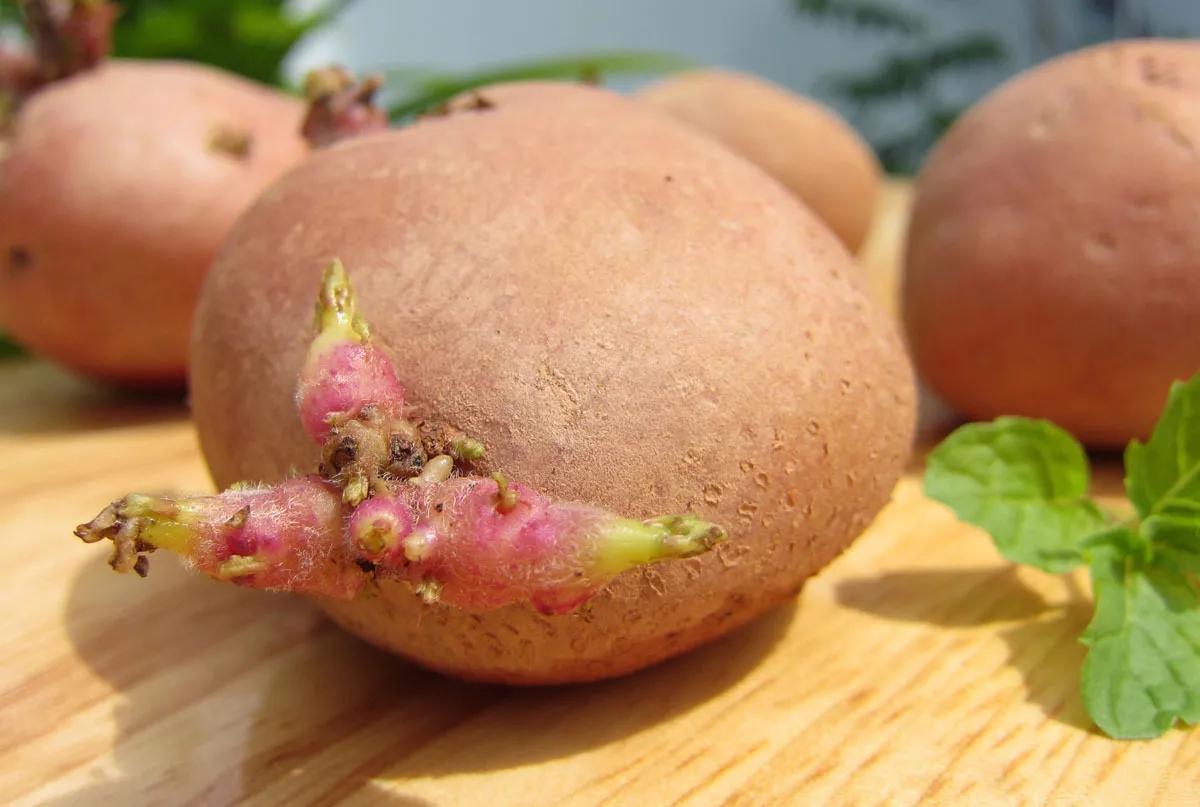 Are sprouted potatoes edible? iNEWS