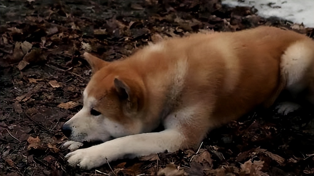 Analysis of the role creation and performance of the movie "The Faithful Dog Hachiko" iNEWS