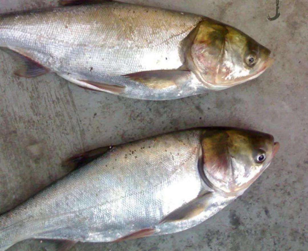 People take food as their heaven silver carp iNEWS